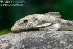 Wels LDA 25, Pitbull Pleco, Parotocinclus jumbo, DNZ