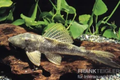 Wels L 116 Deltaschwanz-Harnischwels, Hypostomus cf. emarginatus