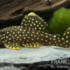 Wels L177 Gelbsaumwels, Baryancistrus xanthellus, 6-8 cm