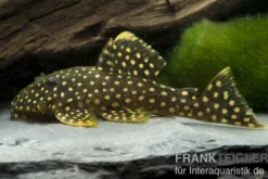Wels L177 Gelbsaumwels, Baryancistrus xanthellus, 6-8 cm