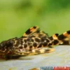 Wels L91 Orangesaum-Rüsselzahnwels, Leporacanthicus triactis