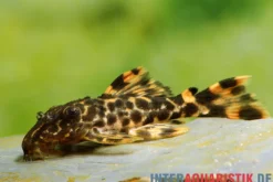 Wels L91 Orangesaum-Rüsselzahnwels, Leporacanthicus triactis