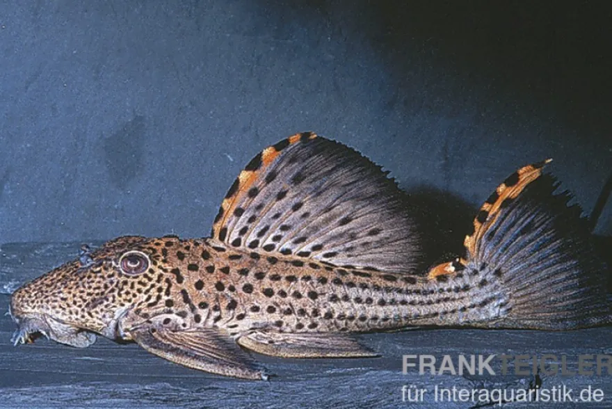 Wels L91 Orangesaum-Rüsselzahnwels, Leporacanthicus triactis