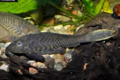 Wels L152 Orinoko-Tannenzapfenwels, Pseudorinelepis genibarbis