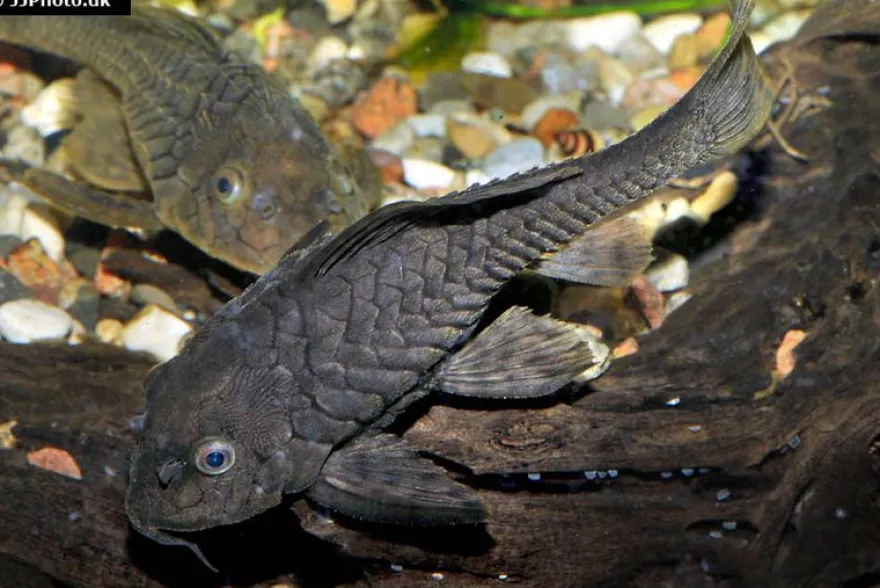 Wels L152 Orinoko-Tannenzapfenwels, Pseudorinelepis genibarbis