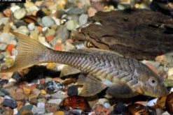 Wels L152 Orinoko-Tannenzapfenwels, Pseudorinelepis genibarbis