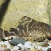 Wels L103, Zwergharnischwels, Peckoltia pulcher, 4-5 cm
