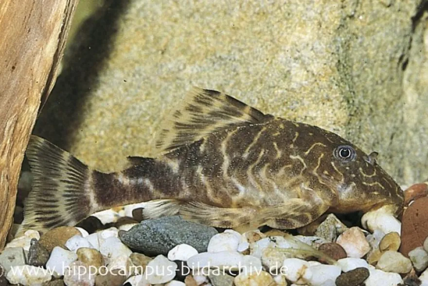 Wels L103, Zwergharnischwels, Peckoltia pulcher, 4-5 cm