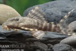 Wels L288 Zwergschilderwels, Peckoltia spec