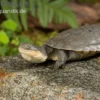 Westafrikanische Klappbrust-Pelomedusenschildkröte, Pelusio castaneus
