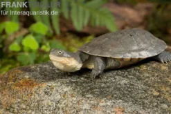 Westafrikanische Klappbrust-Pelomedusenschildkröte, Pelusio castaneus