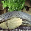 Westafrikanischer Lungenfisch, Protopterus annectens Nigeria, 15-20 cm