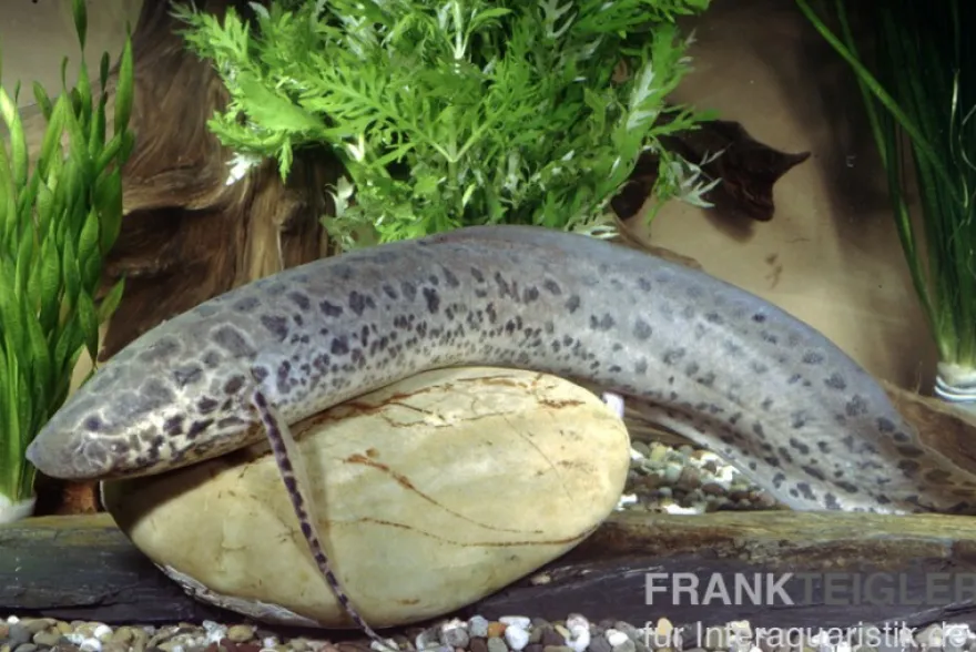 Westafrikanischer Lungenfisch, Protopterus annectens Nigeria, 15-20 cm