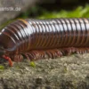 Westafrikanischer Tausendfüßer, Telodeinopus assiensis