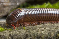 Westafrikanischer Tausendfüßer, Telodeinopus assiensis