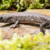 Westafrikanischer Wasser-Zwergskink, Cophoscincopus simulans