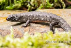 Westafrikanischer Wasser-Zwergskink, Cophoscincopus simulans