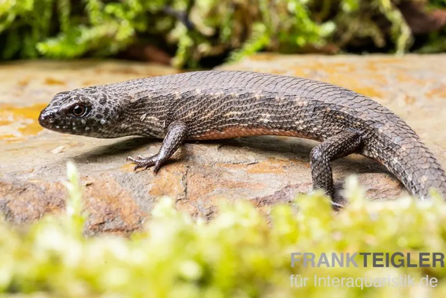 Westafrikanischer Wasser-Zwergskink, Cophoscincopus simulans