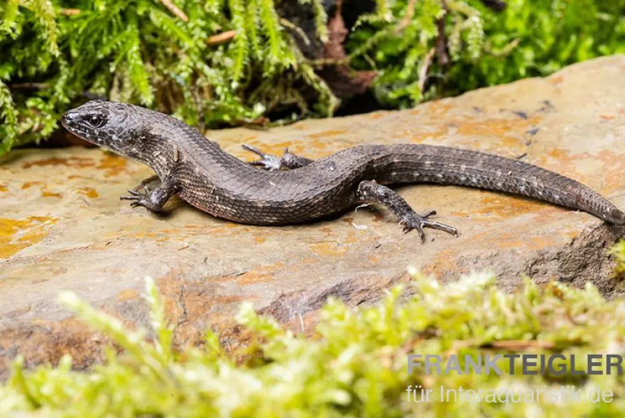Westafrikanischer Wasser-Zwergskink, Cophoscincopus simulans