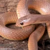 Westafrikanische Schnabelnasennatter, Rhamphiophis oxyrhynchus