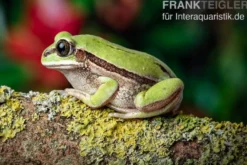 Westkamerun-Waldfrosch, Leptopelis nordequatoriali