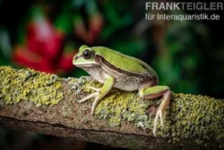 Westkamerun-Waldfrosch, Leptopelis nordequatoriali