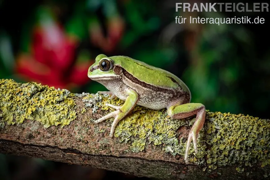 Westkamerun-Waldfrosch, Leptopelis nordequatoriali