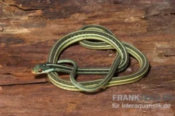 Westliche Bändernatter, Thamnophis proximus