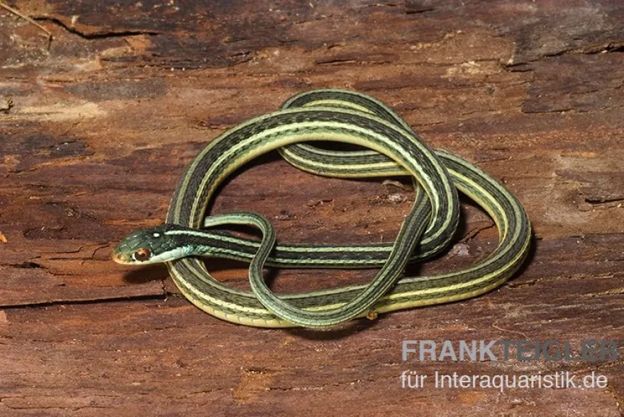 Westliche Bändernatter, Thamnophis proximus