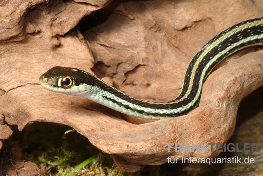 Westliche Bändernatter, Thamnophis proximus