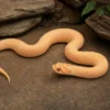 Westliche Hakennasennatter „Albino Superconda“, Heterodon nasicus