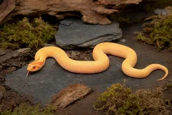 Westliche Hakennasennatter „Albino Superconda“, Heterodon nasicus