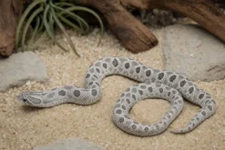 Westliche Hakennasennatter „Axanthic“, Heterodon nasicus