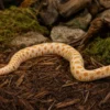 Westliche Hakennasennatter „Albino“, Heterodon nasicus