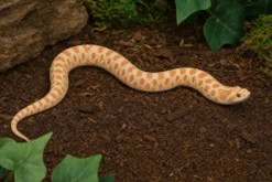 Westliche Hakennasennatter „Albino“, Heterodon nasicus