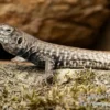 Westliche Rennechse, Aspidoscelis tigris