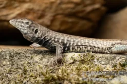 Westliche Rennechse, Aspidoscelis tigris