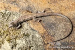 Westliche Rennechse, Aspidoscelis tigris