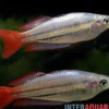 Westlicher Regenbogenfisch, Melanotaenia splendida australis