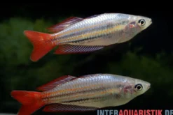 Westlicher Regenbogenfisch, Melanotaenia splendida australis