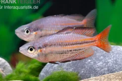 Westlicher Regenbogenfisch, Melanotaenia splendida australis