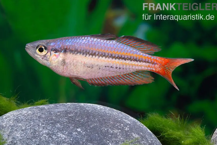 Westlicher Regenbogenfisch, Melanotaenia splendida australis