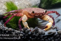 White Claw Crab, Syntripsa flavichela, Zufällig ausgewählt