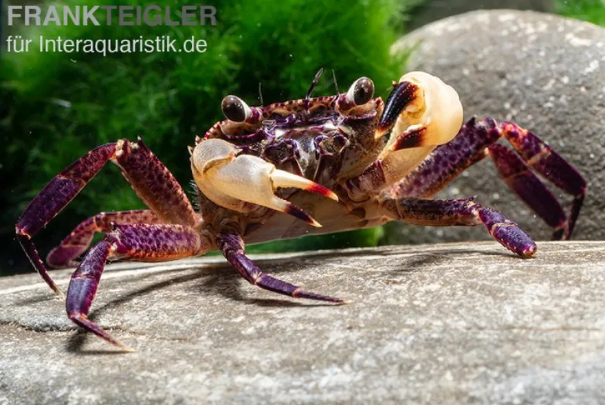 White Claw Crab, Syntripsa flavichela, Zufällig ausgewählt