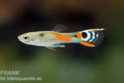 White Peacock Endler Guppy, Poecilia wingei "White Peacock", DNZ, paarweise