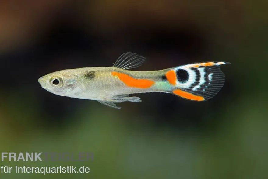 White Peacock Endler Guppy, Poecilia wingei "White Peacock", DNZ, paarweise