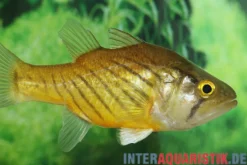 Wichmanns Glasbarsch, Glossamia wichmanni, 8-10 cm