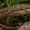 Wickelschwanzskink, Corucia zebrata
