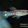 Wildguppy, Poecilia reticulata, paarweise