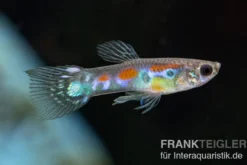 Wildguppy, Poecilia reticulata, paarweise
